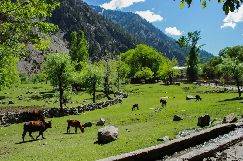 Kalash Valley