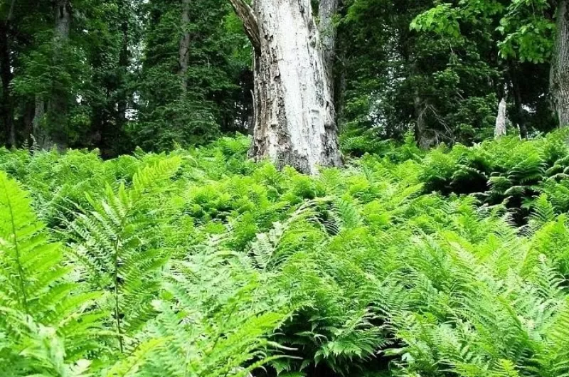 Leepa Valley Azaad Kashmir-A Fairy Land in Azad Kashmir