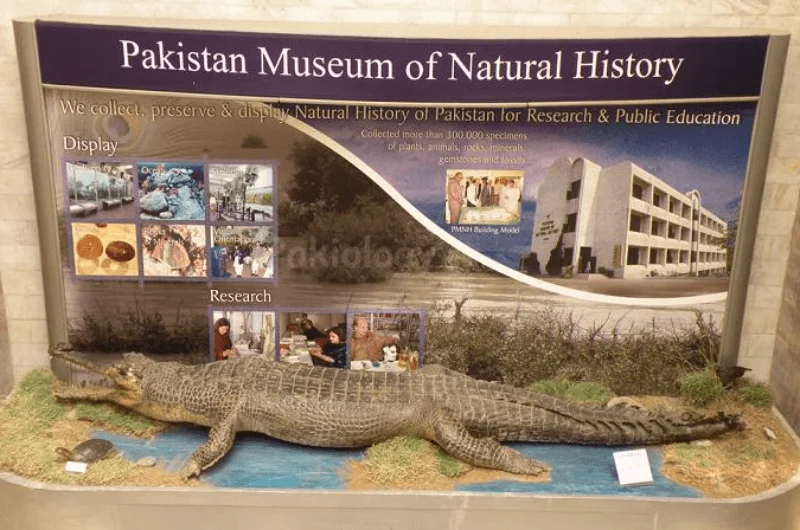 Pakistan Museum of Natural History