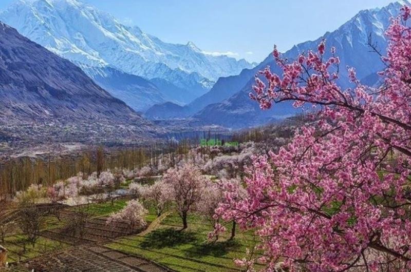 7 Days Blossom Tour To Hunza