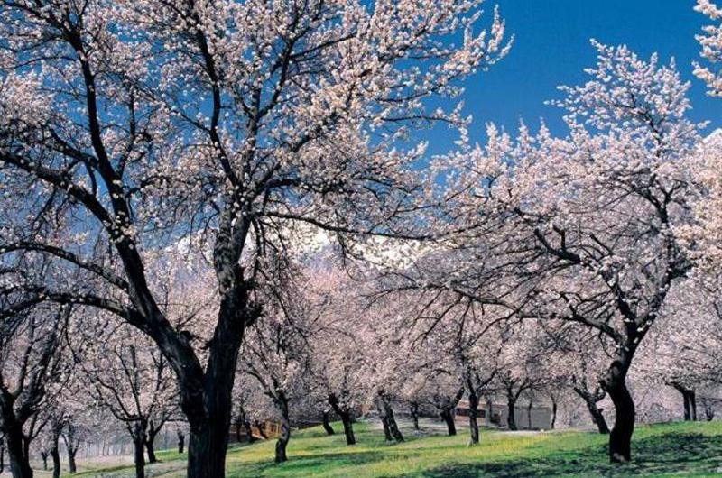 Cherry Blossom Trip to Hunza Valley