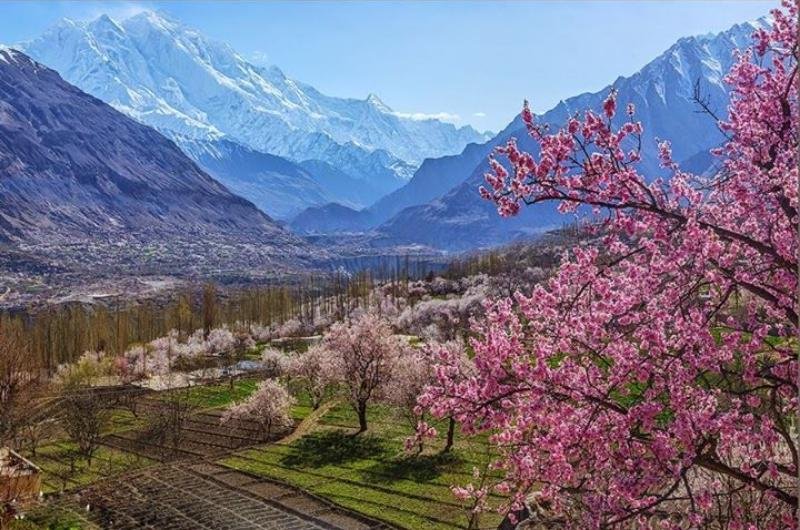Cherry Blossom Trip to Hunza Valley